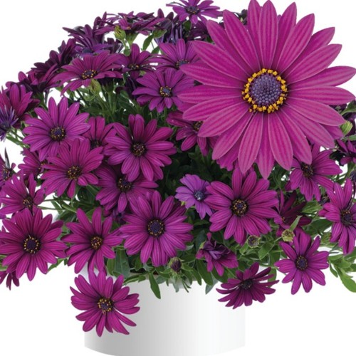 Osteospermum ecklonis 'Erato® Compact Burgundy' - Eckloni kuldkakar 'Erato® Compact Burgundy' P9/0,55L